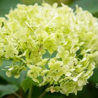 3391_9768_Hydrangea_hortensia.jpg