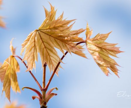 3407_10088_Acer_platanoides_Drummondii_harilik_vaher.jpg