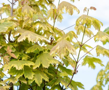 3407_10182_Acer_platanoides_Drummondii_harilik_vaher_2.jpg