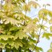 3407_10182_Acer_platanoides_Drummondii_harilik_vaher_2.jpg