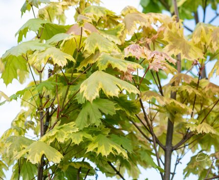 3407_10183_Acer_platanoides_Drummondii_harilik_vaher_3.jpg