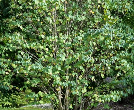 3410_9641_Cercidiphyllum_japonicum_jaapani_juudapuulehik_3.jpg