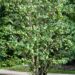 3410_9641_Cercidiphyllum_japonicum_jaapani_juudapuulehik_3.jpg