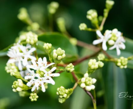 3414_9642_Heptacodium_miconioides_seitsmepojapuu_2.jpg