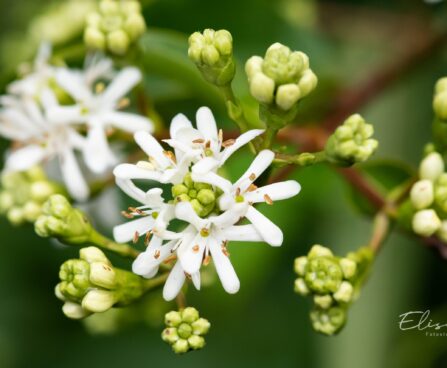 3414_9643_Heptacodium_miconioides_seitsmepojapuu_3.jpg