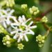 3414_9643_Heptacodium_miconioides_seitsmepojapuu_3.jpg