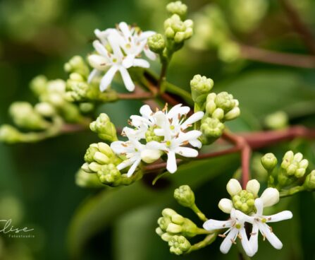 3414_9644_Heptacodium_miconioides_seitsmepojapuu_4.jpg