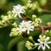 3414_9644_Heptacodium_miconioides_seitsmepojapuu_4.jpg