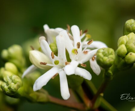 3414_9645_Heptacodium_miconioides_seitsmepojapuu_5.jpg