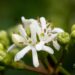 3414_9645_Heptacodium_miconioides_seitsmepojapuu_5.jpg