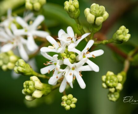 3414_9646_Heptacodium_miconioides_seitsmepojapuu_6.jpg