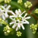 3414_9646_Heptacodium_miconioides_seitsmepojapuu_6.jpg