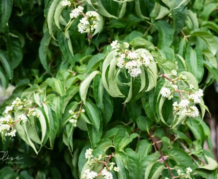 3414_9648_Heptacodium_miconioides_seitsmepojapuu.jpg