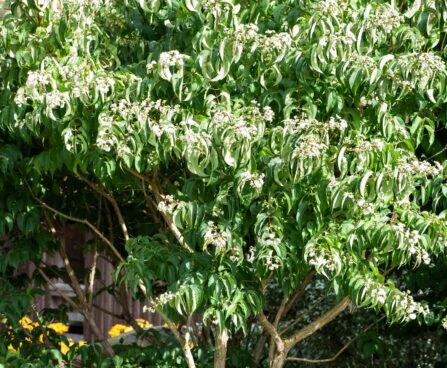 3414_9649_Heptacodium_miconioides_seitsmepojapuu_7.jpg