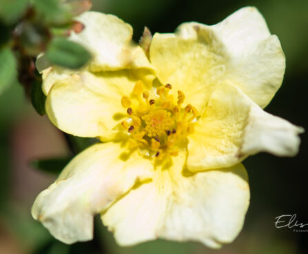 3418_11140_Potentilla_fruticosa_Primrose_Beauty__har._poosasmaran.jpg