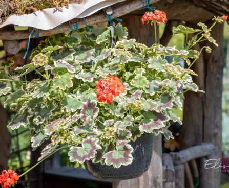 3443_10377_Pelargonium_x_zonale__Grandeur_Deco_Mrs._Pollock__viirpelargoon.jpg