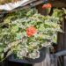 3443_10377_Pelargonium_x_zonale__Grandeur_Deco_Mrs._Pollock__viirpelargoon.jpg