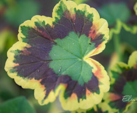 3443_10950_Pelargonium_x_zonale__Grandeur_Deco_Mrs._Pollock__pelargon.jpg