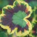 3443_10950_Pelargonium_x_zonale__Grandeur_Deco_Mrs._Pollock__pelargon.jpg