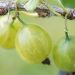 3449_10387_Ribes_uva-crispa_Hinnonmaki_Gron_karusmari.jpg
