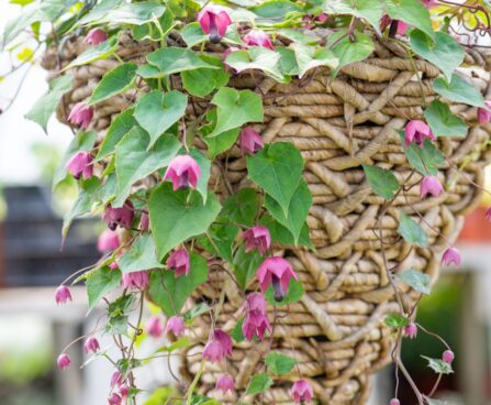 3453_10146_Rhodochiton_atrosanguineum_Purple_Bells__purpurvanik_2.jpg
