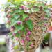 3453_10146_Rhodochiton_atrosanguineum_Purple_Bells__purpurvanik_2.jpg