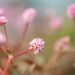 3455_10022_Persicaria_capitata_Caramel_Candy_kera-kirburohi.jpg