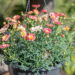 3458_11014_Argyranthemum_frutescens_hobekakar.jpg