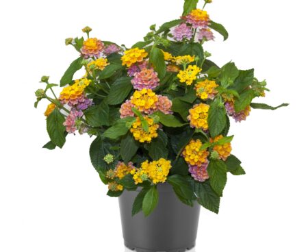 3459_11187_8447775-1_LANTANA_TROPIC_MANGO_lantaan.jpg