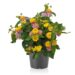 3459_11187_8447775-1_LANTANA_TROPIC_MANGO_lantaan.jpg