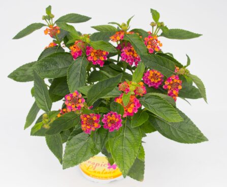 3459_11191_Tropic_Lantana_Dragonfruit_lantaan.jpg
