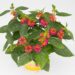 3459_11191_Tropic_Lantana_Dragonfruit_lantaan.jpg
