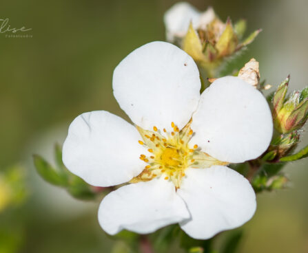 85_9214_Potentilla_fruticosa_Abbotswood_.JPG