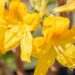 3471_10104_Rhododendron_Goldtopas__rododendron_2.jpg