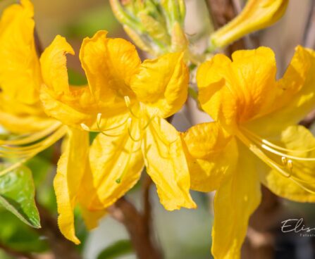 3471_10105_Rhododendron_Goldtopas__rododendron_3.jpg