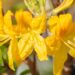 3471_10105_Rhododendron_Goldtopas__rododendron_3.jpg