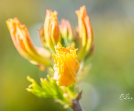3471_10106_Rhododendron_Goldtopas__rododendron_4.jpg