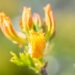 3471_10106_Rhododendron_Goldtopas__rododendron_4.jpg