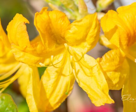 3471_10107_Rhododendron_Goldtopas__rododendron.jpg