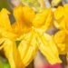 3471_10107_Rhododendron_Goldtopas__rododendron.jpg