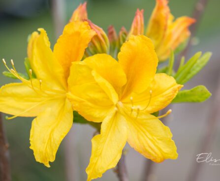3471_10160_Rhododendron_Goldtopas__rododendron_5.jpg
