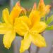 3471_10160_Rhododendron_Goldtopas__rododendron_5.jpg