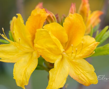3471_10161_Rhododendron_Goldtopas__rododendron_6.jpg