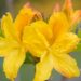 3471_10161_Rhododendron_Goldtopas__rododendron_6.jpg