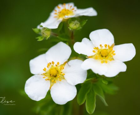 85_9727_Potentilla_fruticosa_Abbotswood__harilik_poosasmaran.jpg