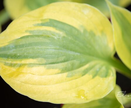 3483_10089_Hosta_Summer_Lovin_2.jpg