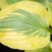 3483_10089_Hosta_Summer_Lovin_2.jpg