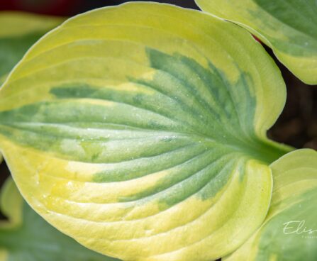 3483_10090_Hosta_Summer_Lovin.jpg