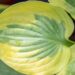 3483_10090_Hosta_Summer_Lovin.jpg