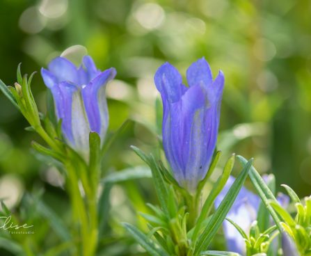 3489_10230_Gentiana_pneumonanthe_sinine_emajuur.jpg